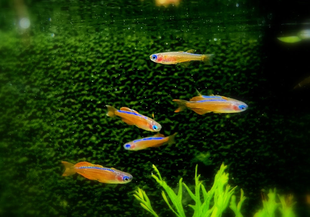 Paskas Blauauge - Pseudomugil luminatus paskai aqua-teck