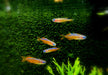 Paskas Blauauge - Pseudomugil luminatus paskai aqua-teck