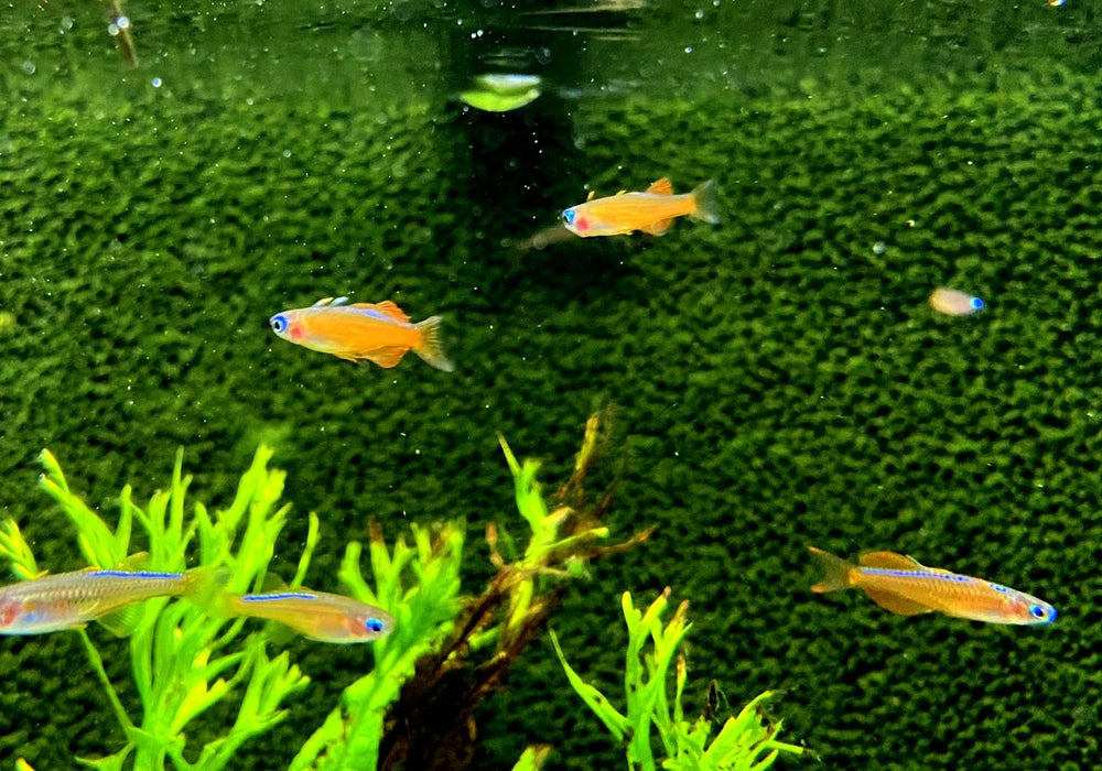 Paskas Blauauge - Pseudomugil luminatus paskai aqua-teck
