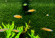 Paskas Blauauge - Pseudomugil luminatus paskai aqua-teck