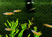 Paskas Blauauge - Pseudomugil luminatus paskai aqua-teck