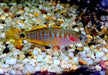 Pastellgrundel - Tateurndina ocellicauda aqua-teck