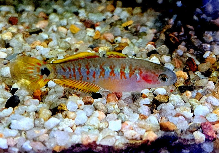 Pastellgrundel - Tateurndina ocellicauda aqua-teck