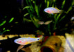 Pastellgrundel - Tateurndina ocellicauda aqua-teck