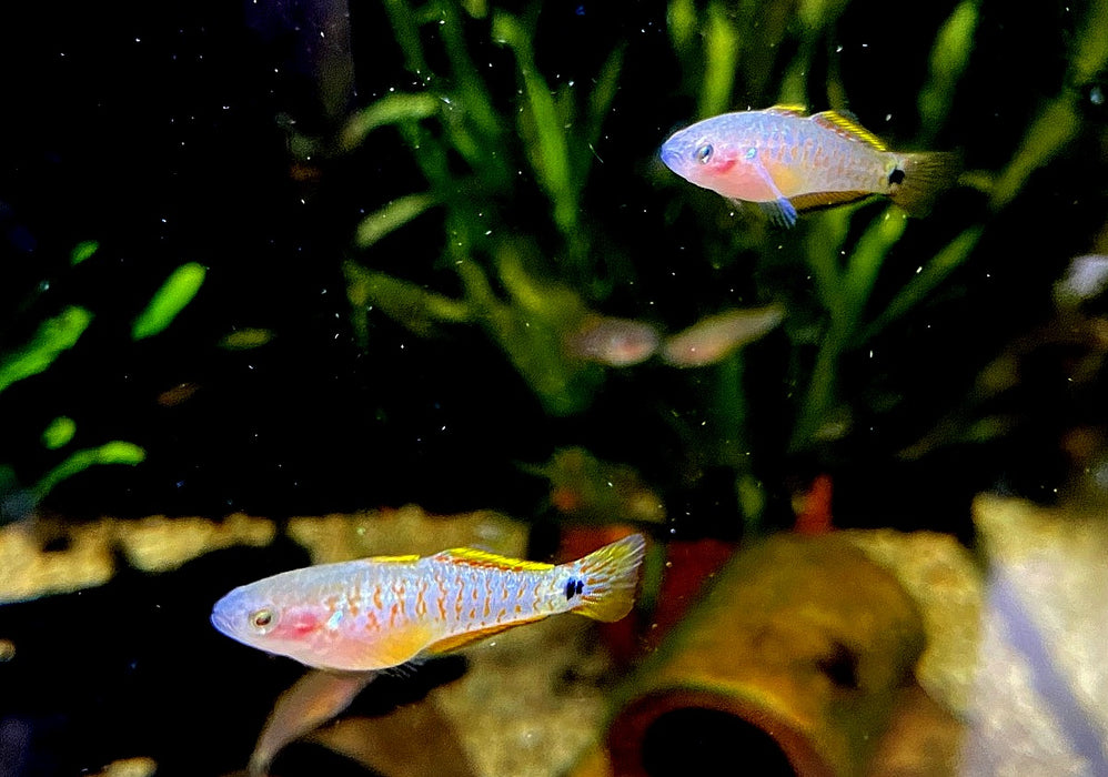 Pastellgrundel - Tateurndina ocellicauda aqua-teck