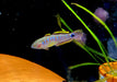 Pastellgrundel - Tateurndina ocellicauda aqua-teck