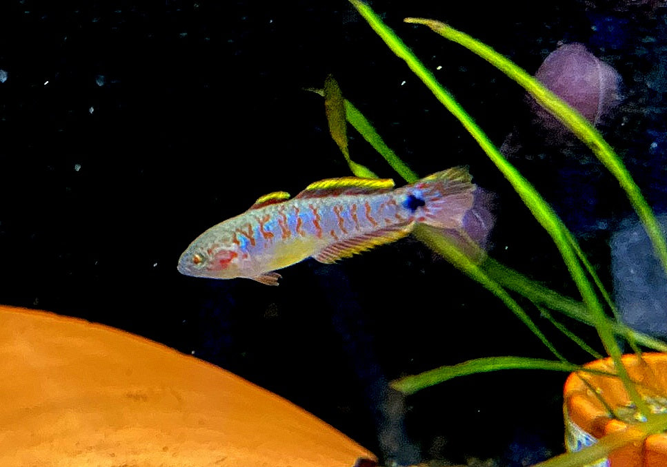 Pastellgrundel - Tateurndina ocellicauda aqua-teck
