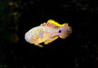 Pastellgrundel - Tateurndina ocellicauda aqua-teck