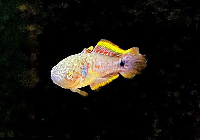 Pastellgrundel - Tateurndina ocellicauda aqua-teck