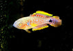 Pastellgrundel - Tateurndina ocellicauda aqua-teck