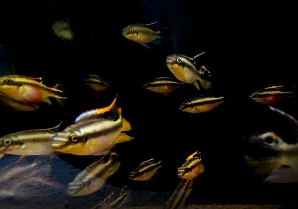 Purpurbrachtbarsch "spotted" - Pelvicachromis pulcher aqua-teck