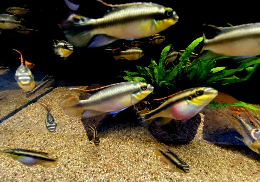 Purpurbrachtbarsch "spotted" - Pelvicachromis pulcher aqua-teck