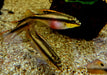 Purpurbrachtbarsch "spotted" - Pelvicachromis pulcher aqua-teck