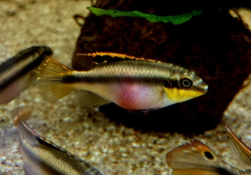 Purpurbrachtbarsch "spotted" - Pelvicachromis pulcher aqua-teck