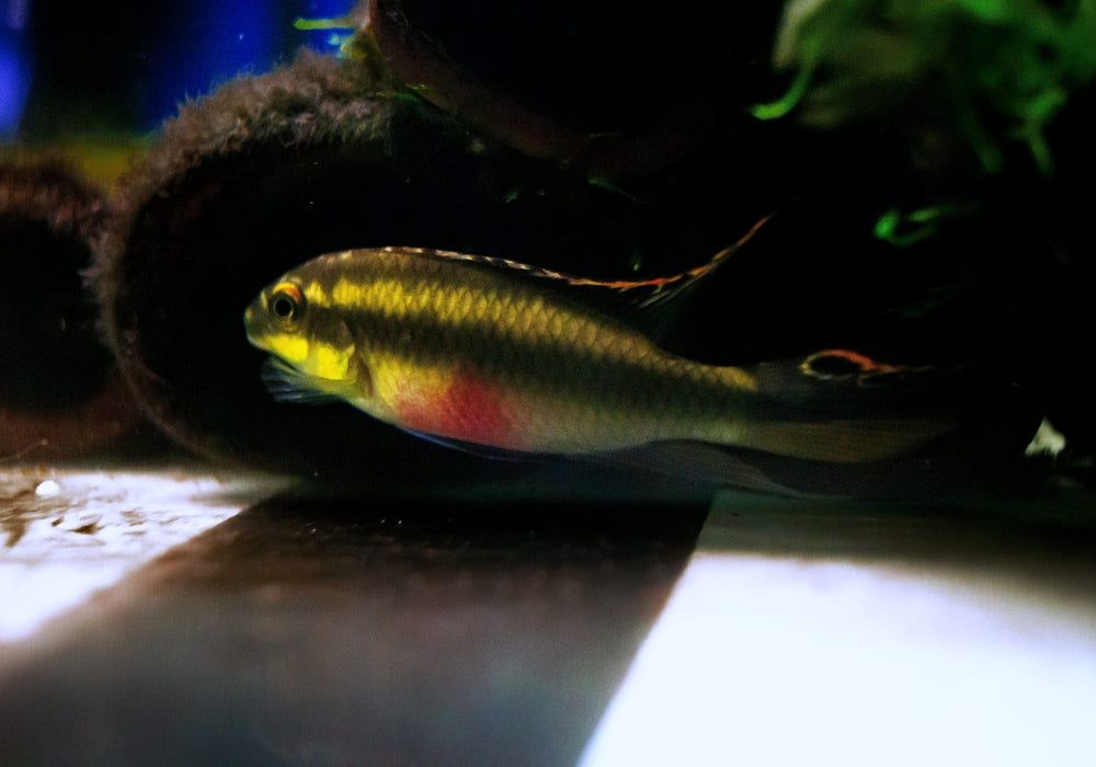 Purpurbrachtbarsch "spotted" - Pelvicachromis pulcher aqua-teck