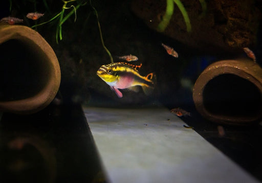 Purpurbrachtbarsch "spotted" - Pelvicachromis pulcher aqua-teck