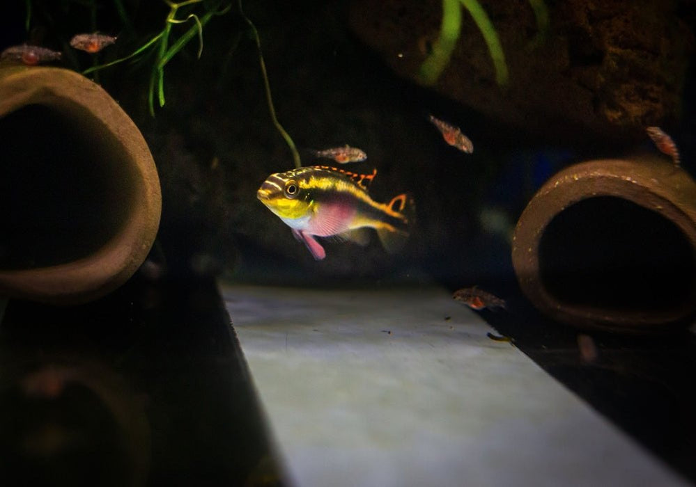 Purpurbrachtbarsch "spotted" - Pelvicachromis pulcher aqua-teck