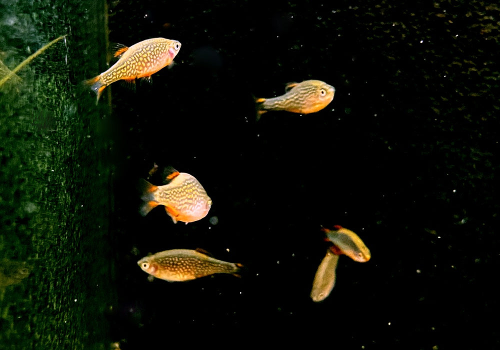 Perlhuhnbärbling - Danio margaritatus aqua-teck