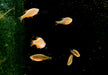 Perlhuhnbärbling - Danio margaritatus aqua-teck