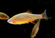 Perlhuhnbärbling - Danio margaritatus aqua-teck