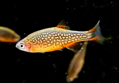 Perlhuhnbärbling - Danio margaritatus aqua-teck
