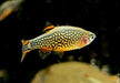 Perlhuhnbärbling - Danio margaritatus aqua-teck