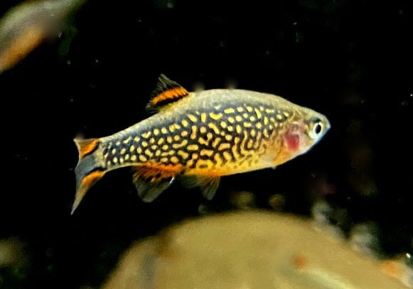 Perlhuhnbärbling - Danio margaritatus aqua-teck
