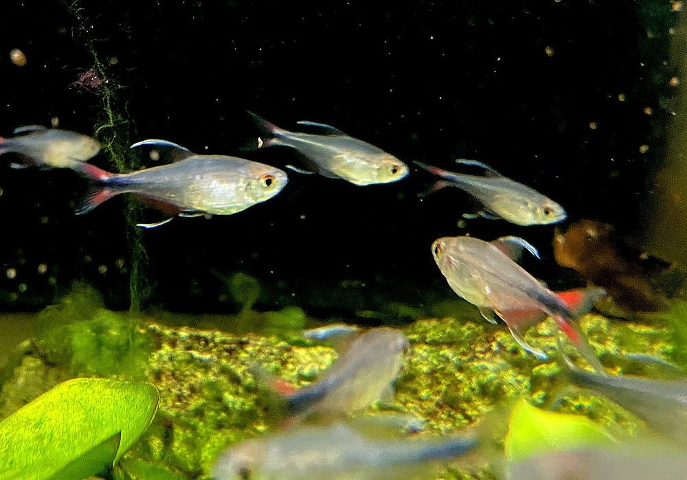 Phönixsalmler - Hyphessobrycon filamentosus aqua-teck