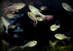 Phönixsalmler - Hyphessobrycon filamentosus aqua-teck
