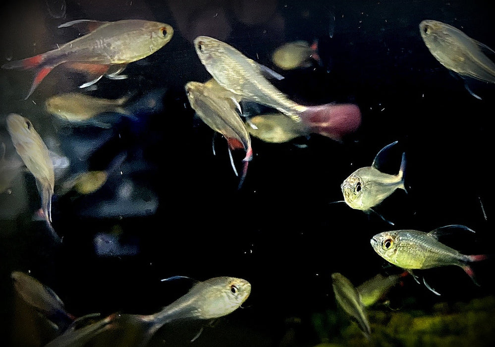 Phönixsalmler - Hyphessobrycon filamentosus aqua-teck