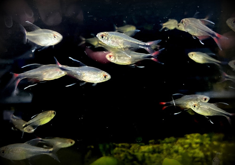 Phönixsalmler - Hyphessobrycon filamentosus aqua-teck