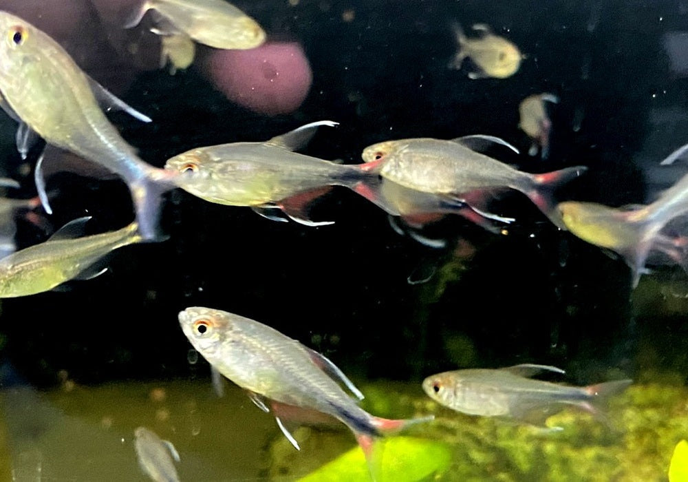 Phönixsalmler - Hyphessobrycon filamentosus aqua-teck