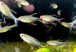 Phönixsalmler - Hyphessobrycon filamentosus aqua-teck