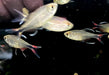 Phönixsalmler - Hyphessobrycon filamentosus aqua-teck