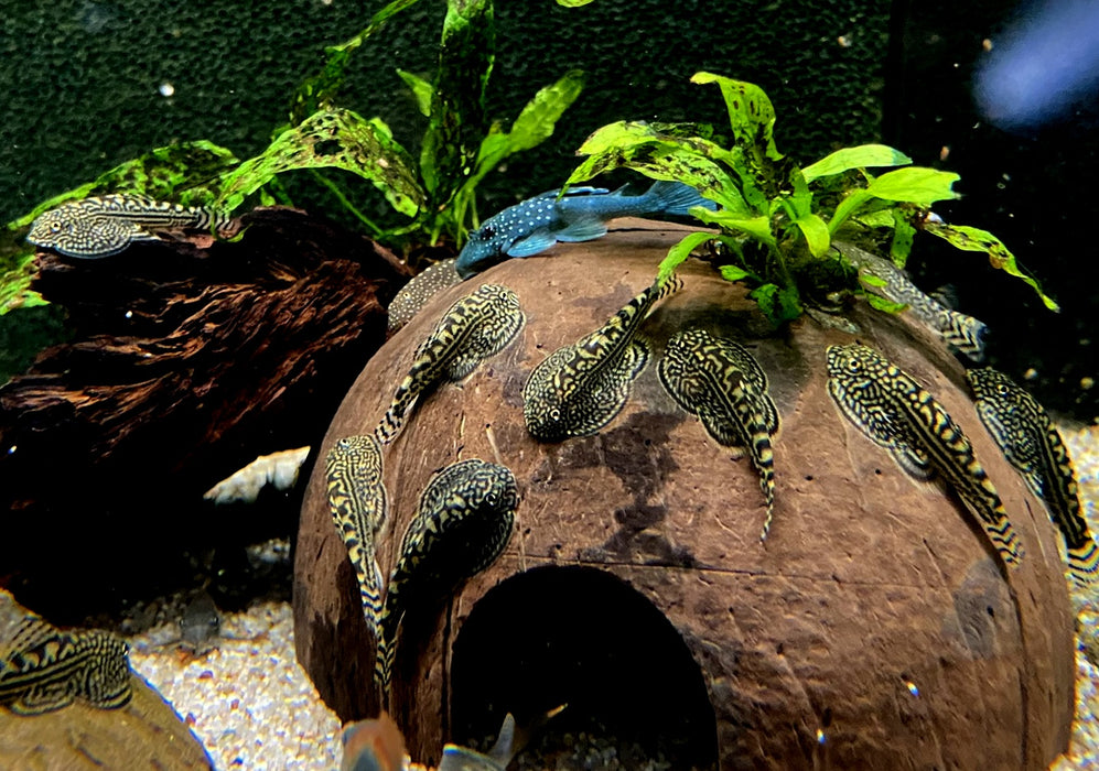 Prachtflossensauger - Sewellia lineolata aqua-teck