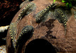 Prachtflossensauger - Sewellia lineolata aqua-teck