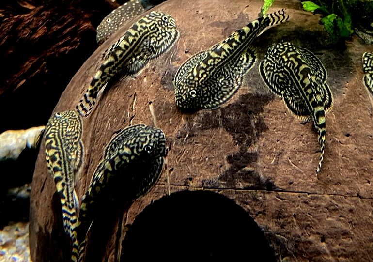 Prachtflossensauger - Sewellia lineolata aqua-teck