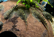 Prachtflossensauger - Sewellia lineolata aqua-teck