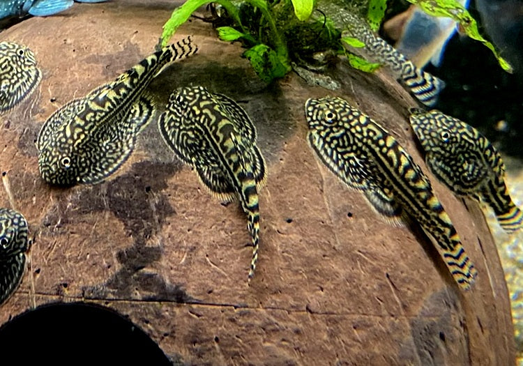 Prachtflossensauger - Sewellia lineolata aqua-teck