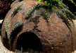 Prachtflossensauger - Sewellia lineolata aqua-teck