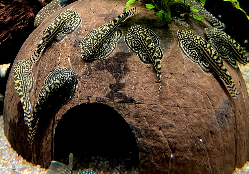 Prachtflossensauger - Sewellia lineolata aqua-teck