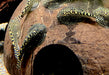Prachtflossensauger - Sewellia lineolata aqua-teck