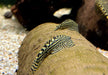 Prachtflossensauger - Sewellia lineolata aqua-teck