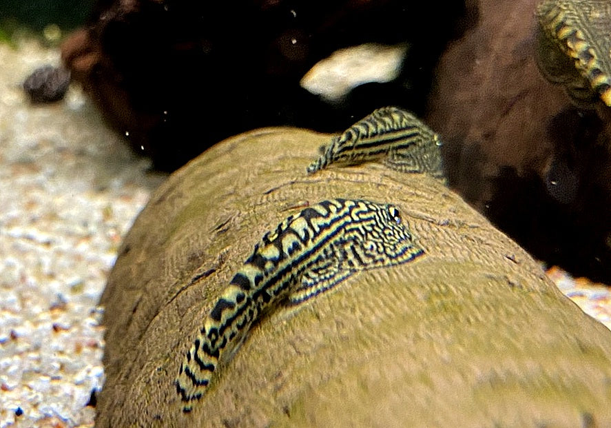 Prachtflossensauger - Sewellia lineolata aqua-teck