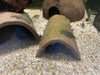 Prachtflossensauger - Sewellia lineolata aqua-teck