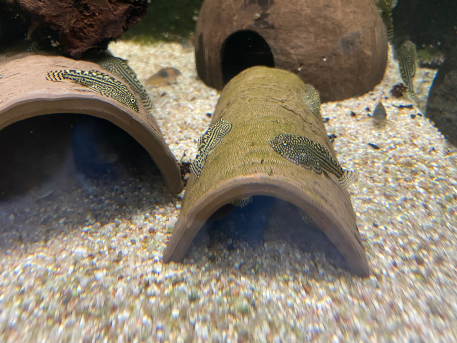 Prachtflossensauger - Sewellia lineolata aqua-teck