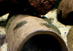 Prachtflossensauger - Sewellia lineolata aqua-teck