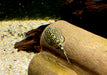 Prachtflossensauger - Sewellia lineolata aqua-teck