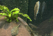 Prachtflossensauger - Sewellia lineolata aqua-teck