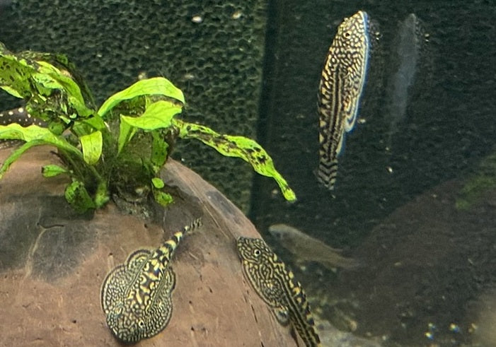 Prachtflossensauger - Sewellia lineolata aqua-teck